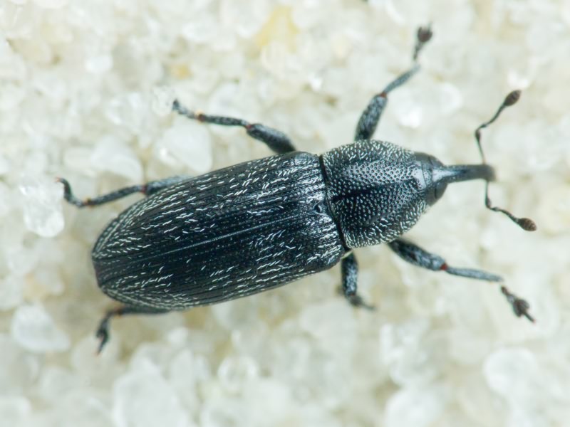 Limnobaris dolorosa (Goeze, 1777)